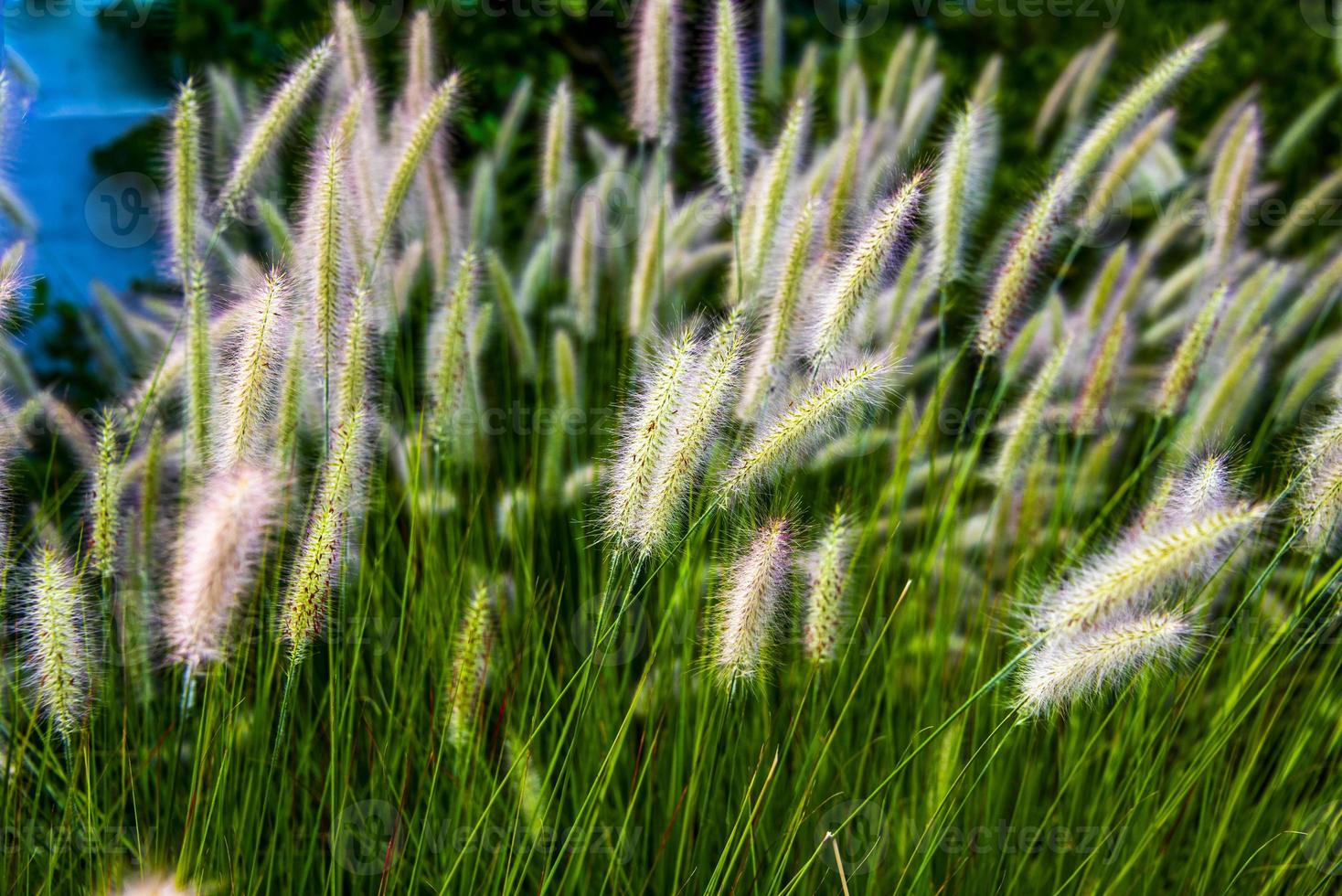 close up de setaria italica no lago di caldaro em bolzano, itália foto