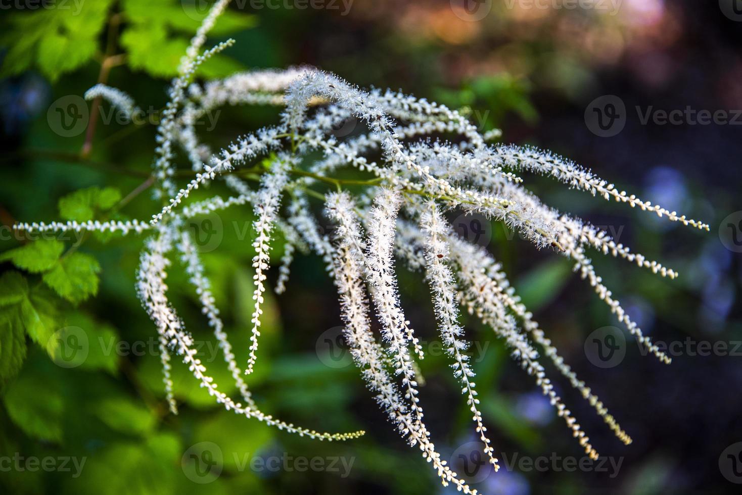 flor aruncus dioicus foto