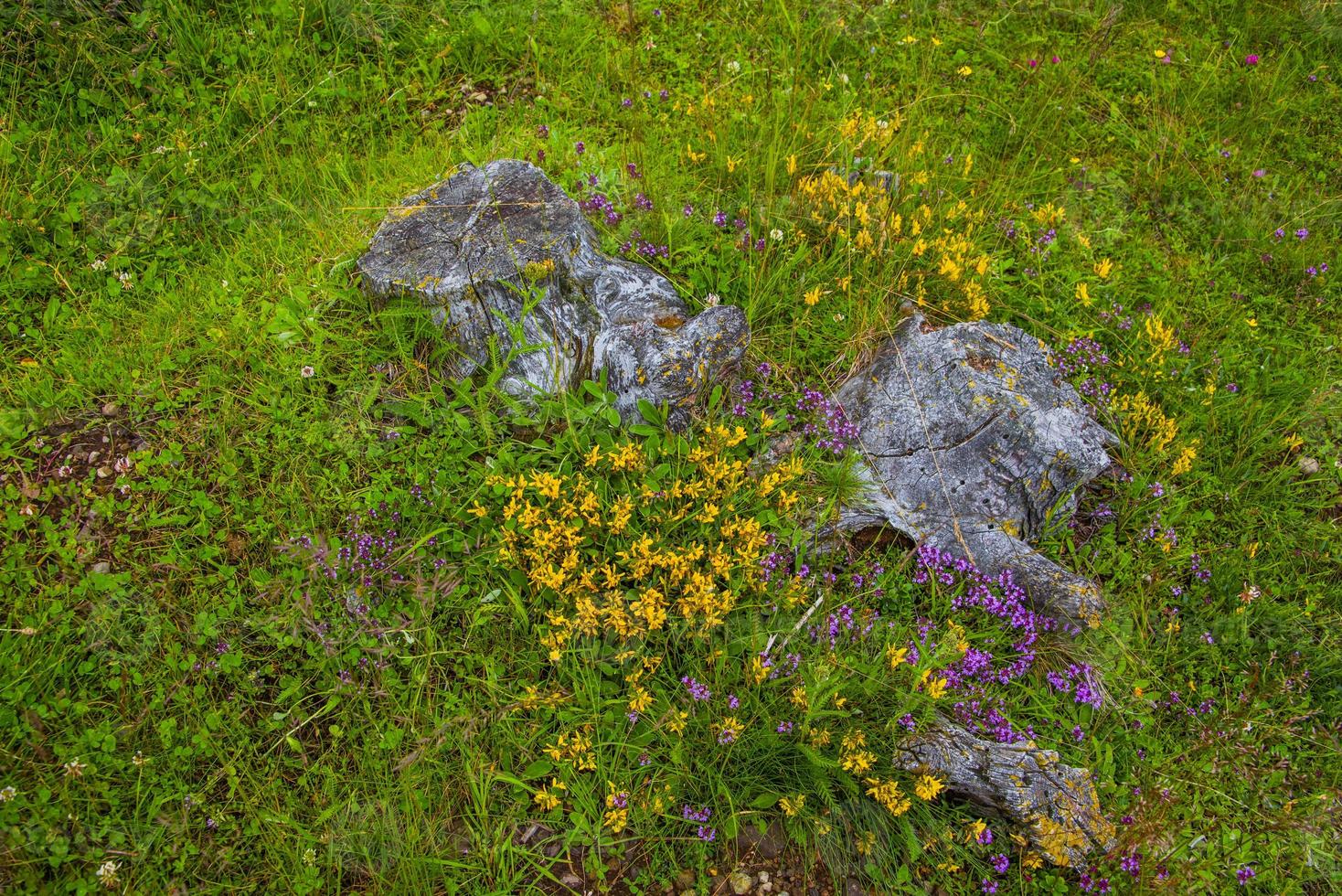 flores silvestres e troncos foto