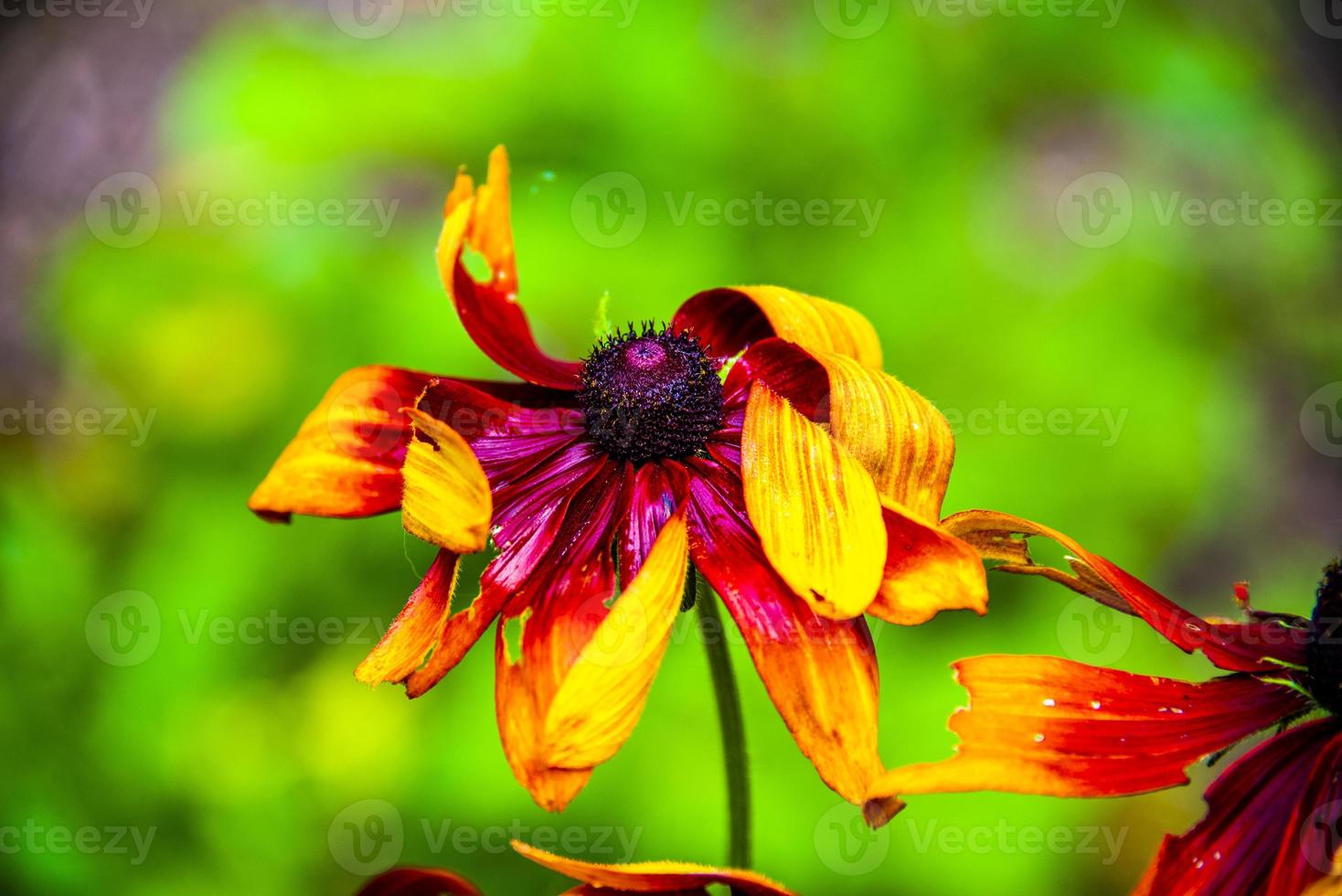 flor rudbeckia fulgida aiton foto