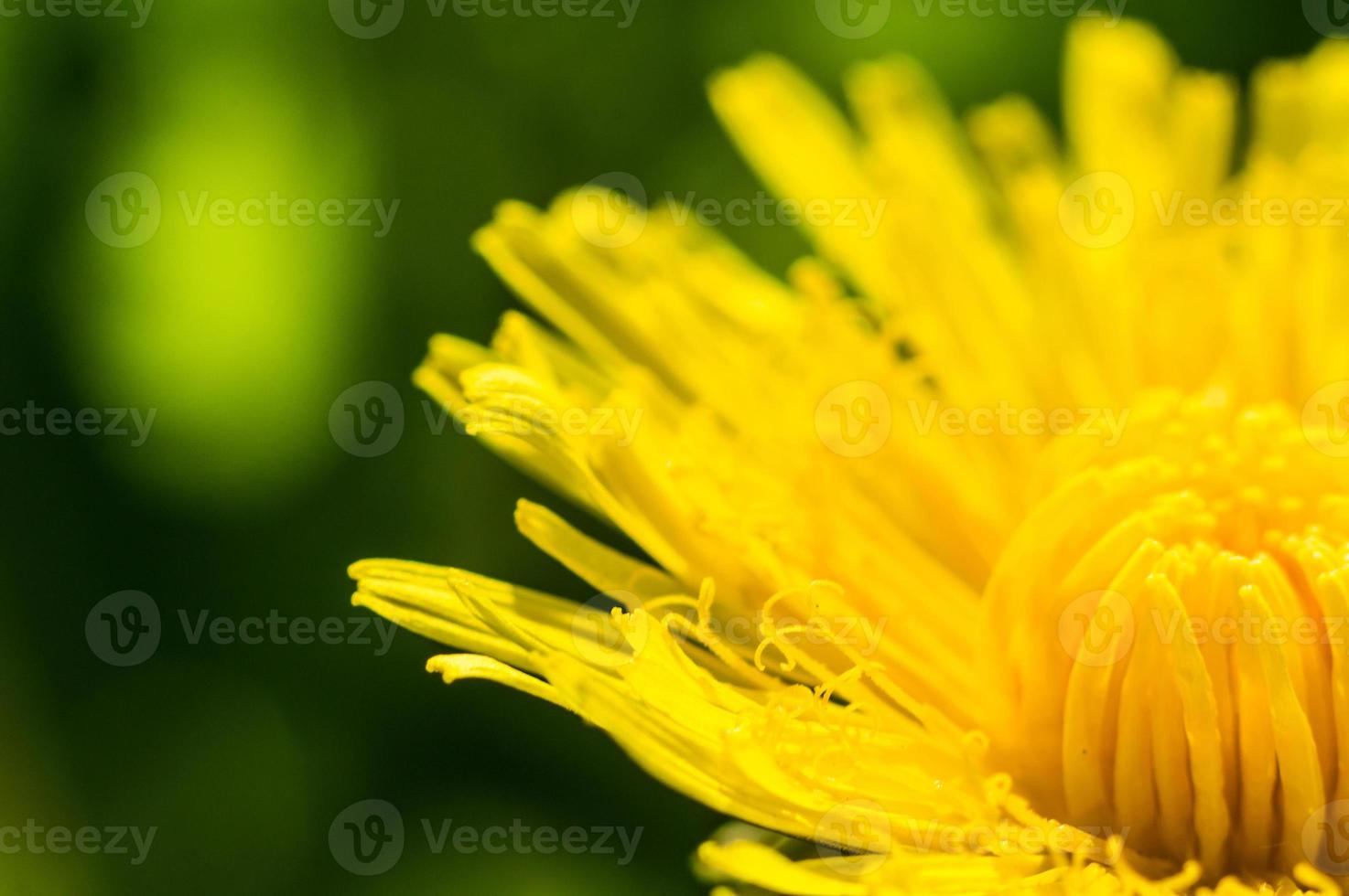 dente de leão com pétalas amarelas em macro foto