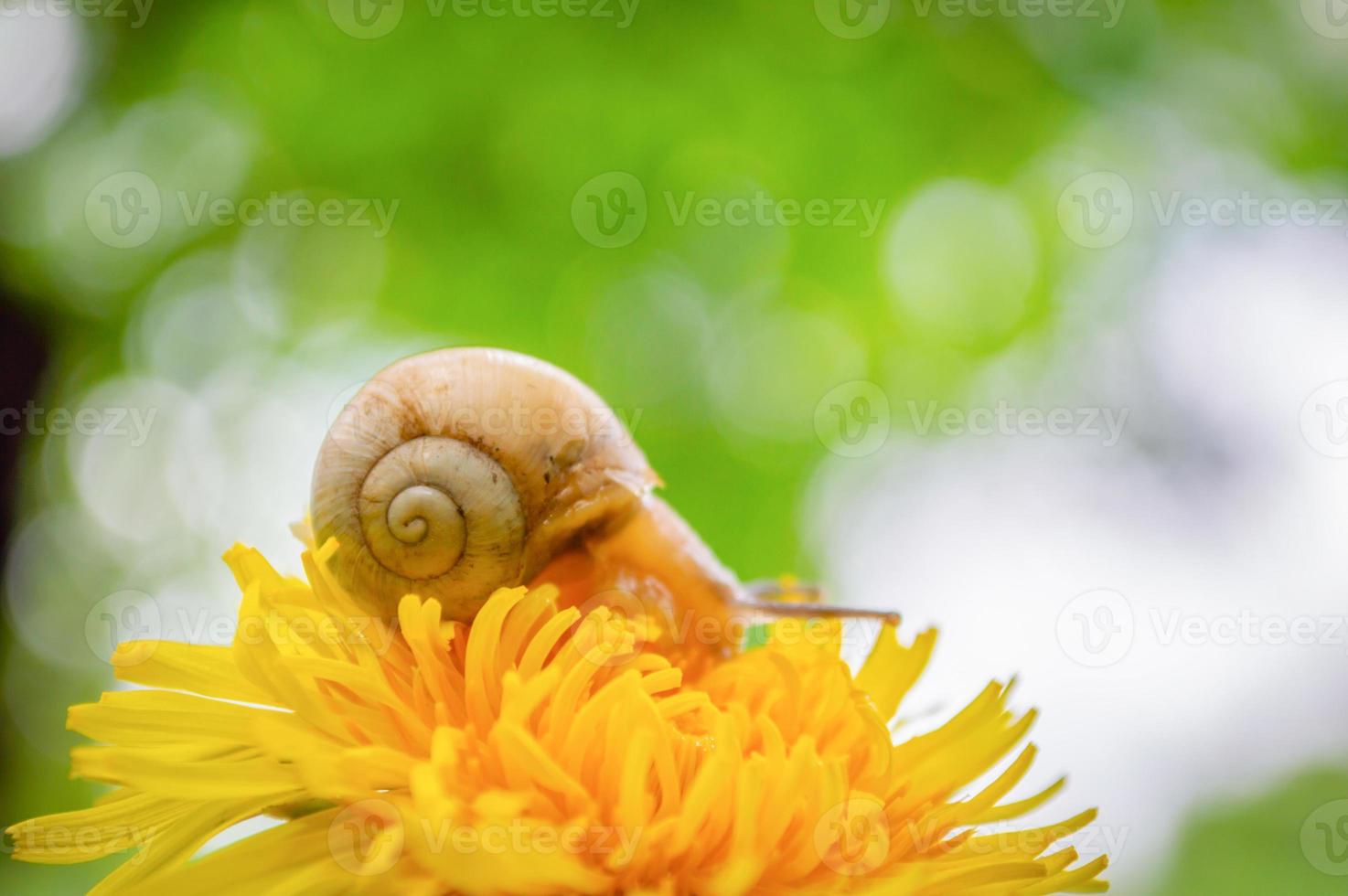 caracol borgonha no dente-de-leão amarelo em um ambiente natural foto