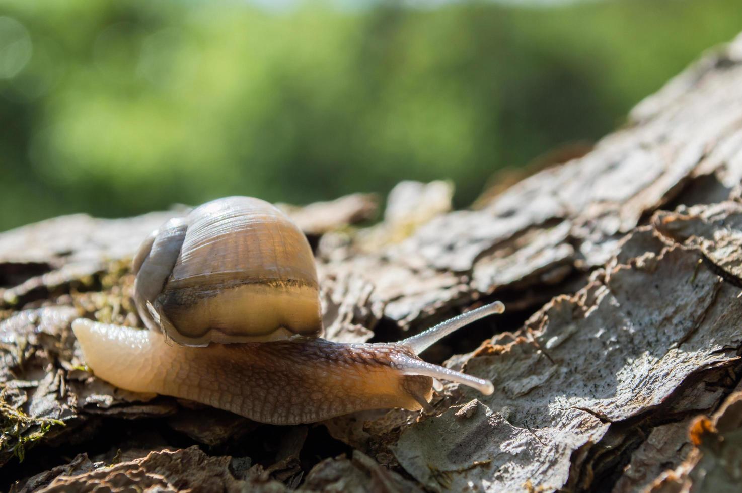 closeup pequeno caracol selvagem na floresta verde com fundo desfocado foto