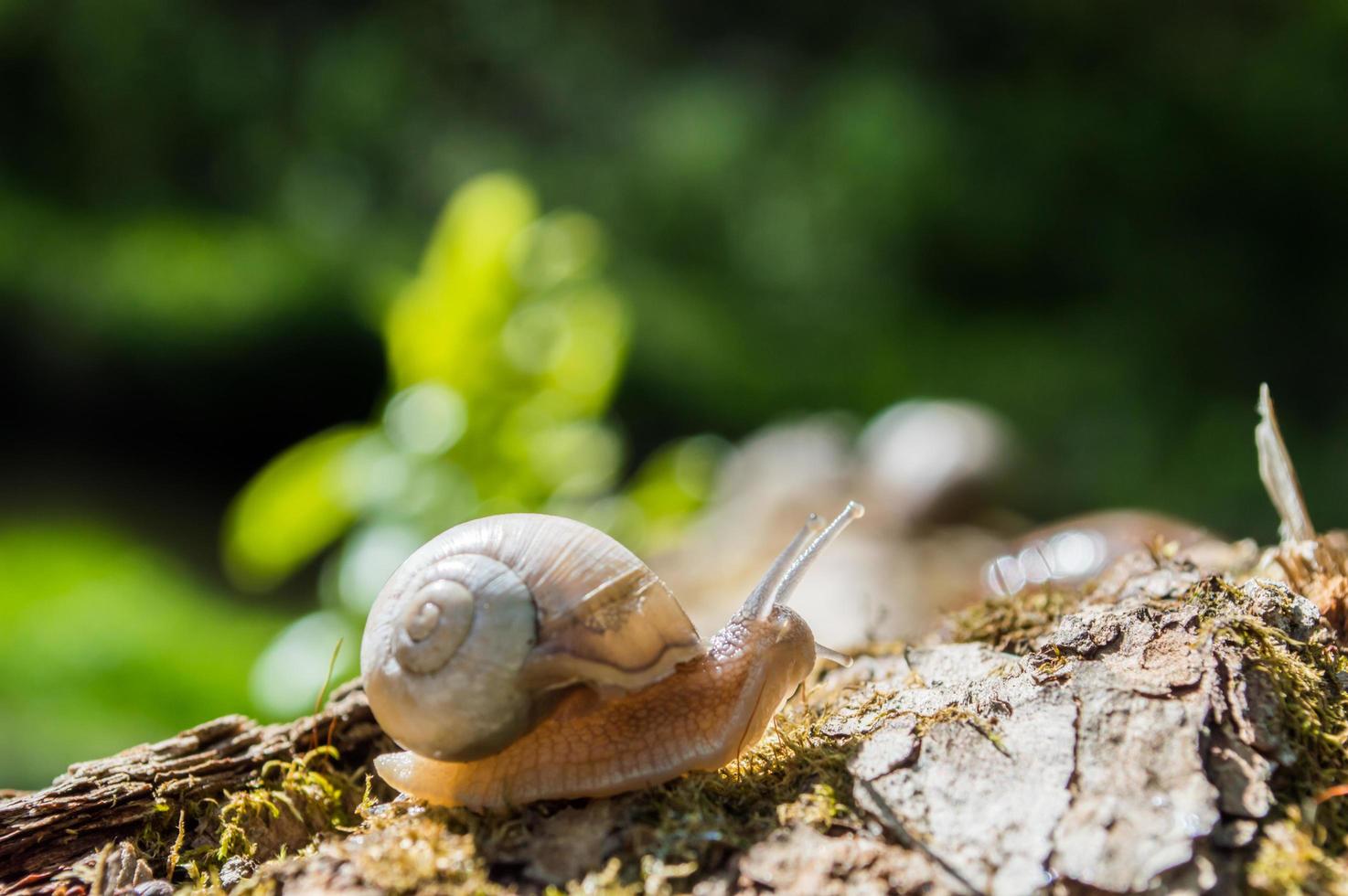 pequeno caracol em um galho de árvore sob o sol foto