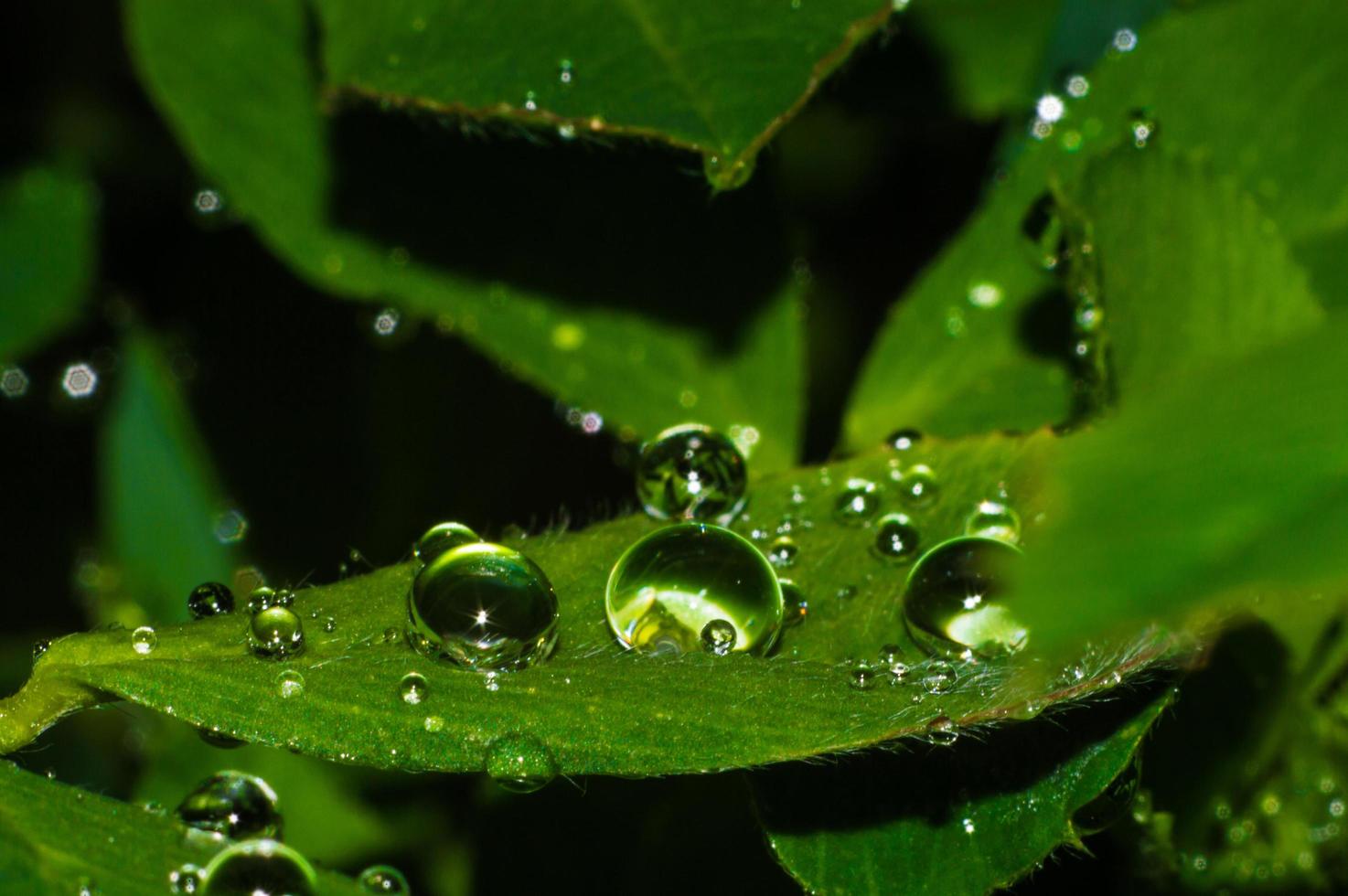 gotas de água na folha verde após a chuva gotas de água com reflexo no fundo desfocado foto