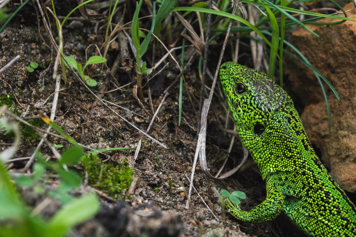 rosto de lagarto verde com olho em macro lagarto em close up selvagem foto