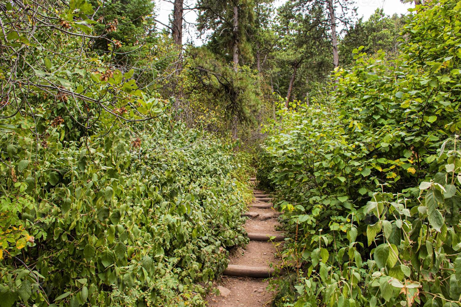 caminho no parque chautauqua em boulder, colorado foto