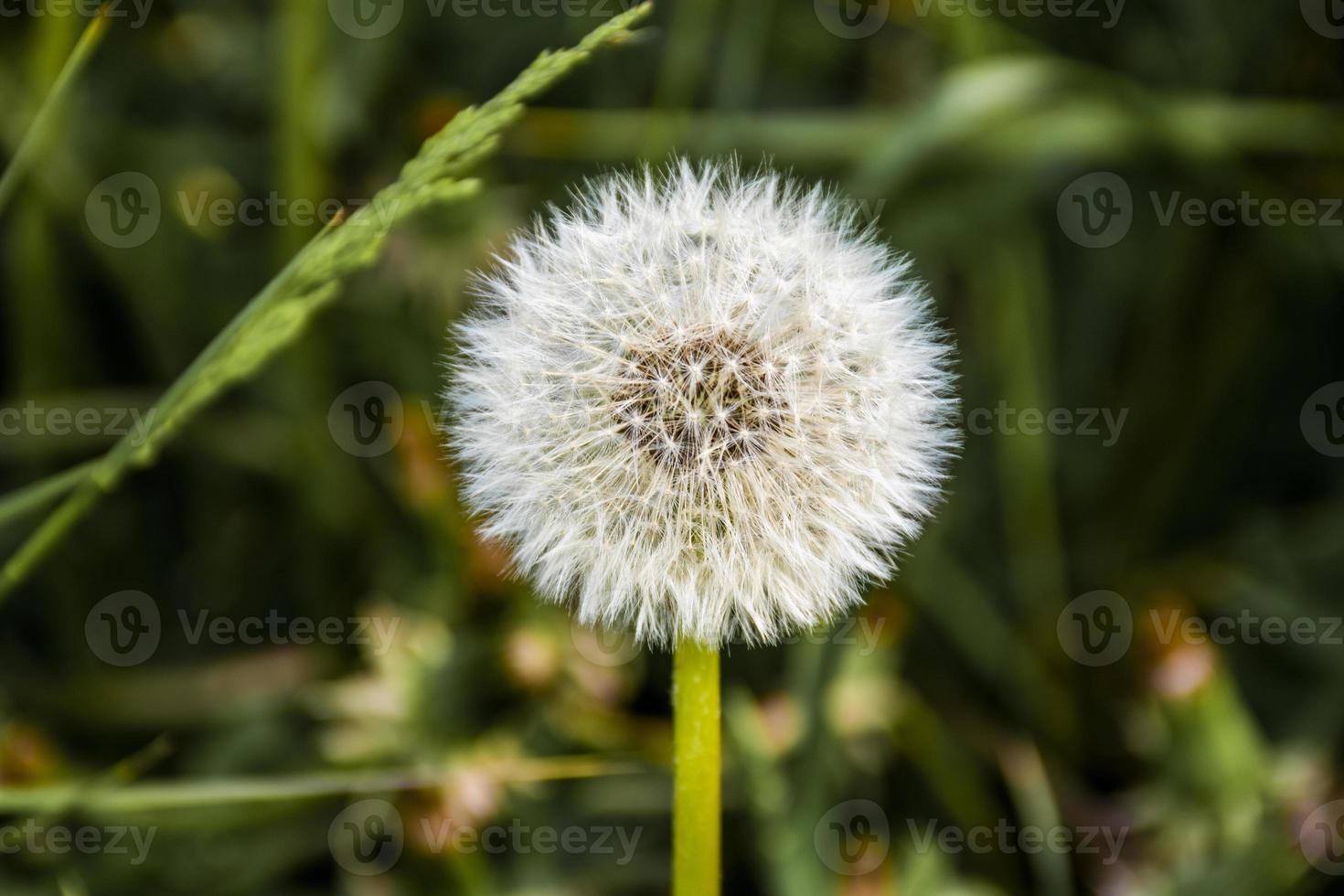 dente-de-leão no campo de grama verde no início da primavera foto