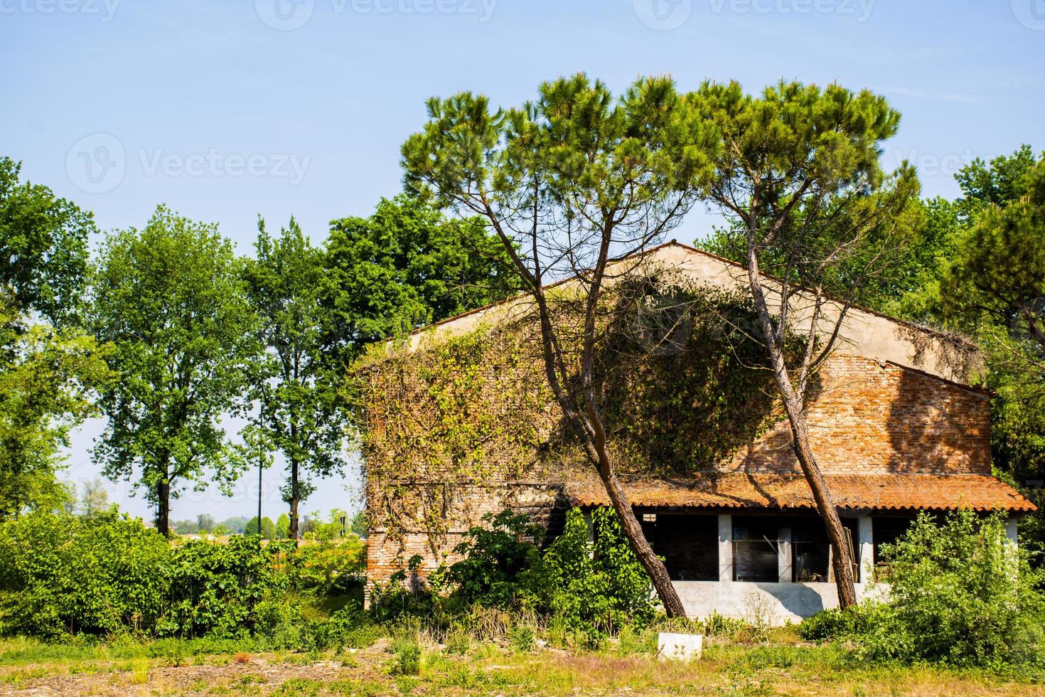 casa velha com pinheiros marítimos foto