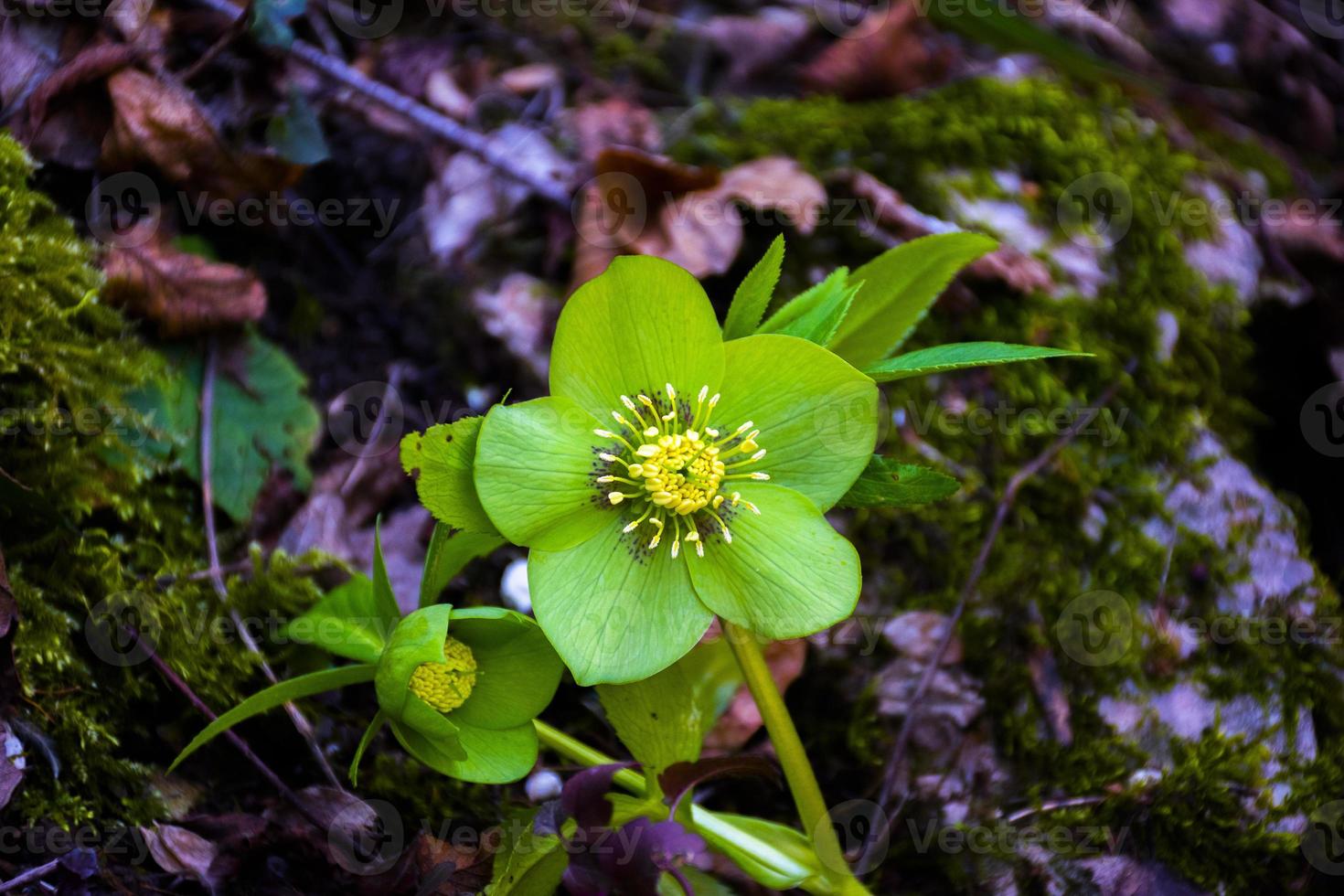 heléboro verde na vegetação rasteira foto