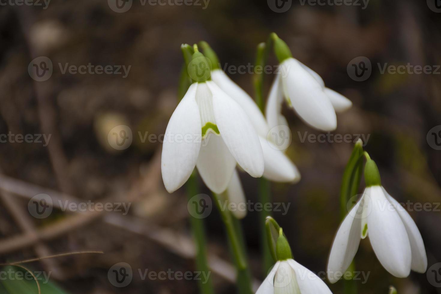 grupo de snowdrops foto