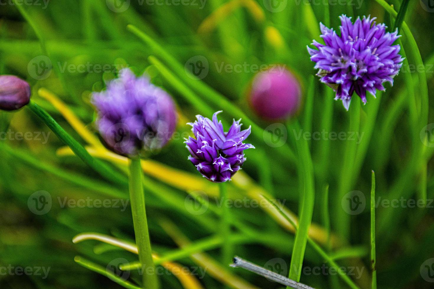 alium roxo em asiago foto