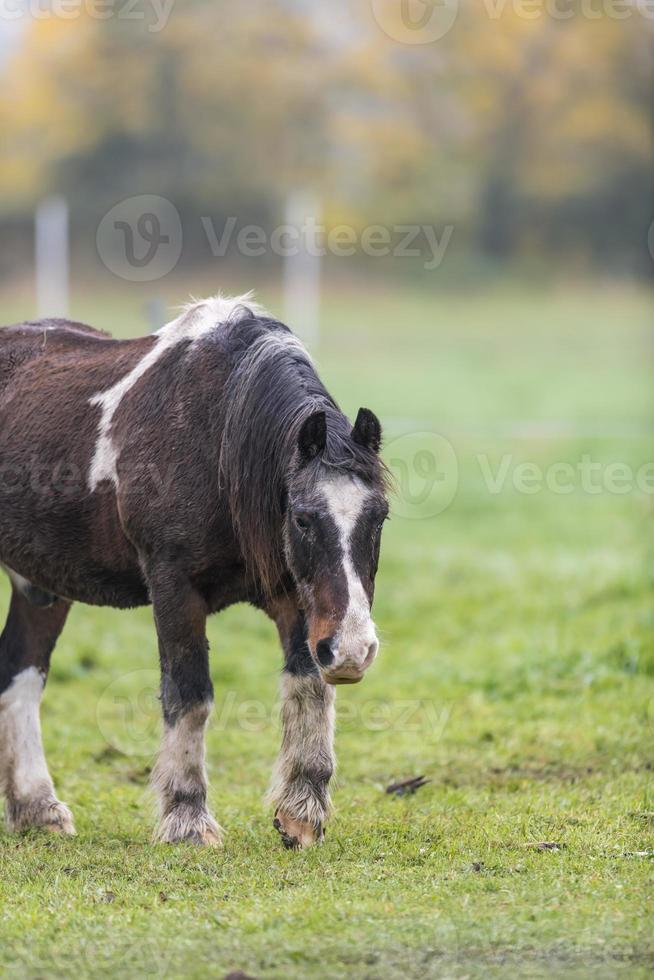 cavalo marrom com pelo sujo andando em um prado foto