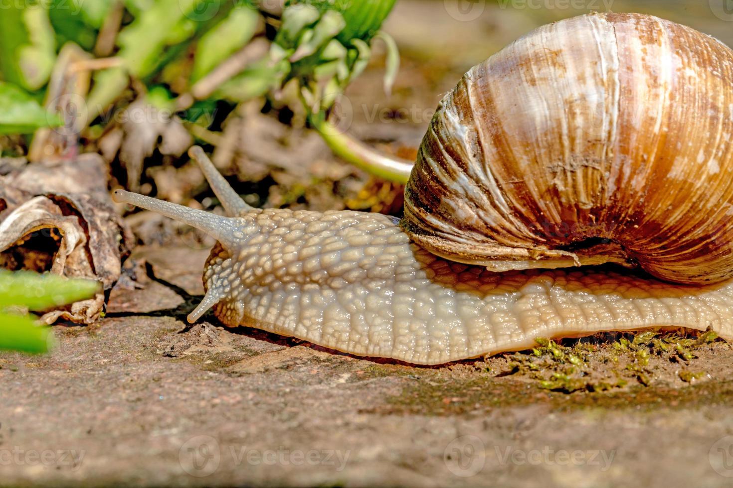 caracol rasteja sobre uma pedra ao sol foto