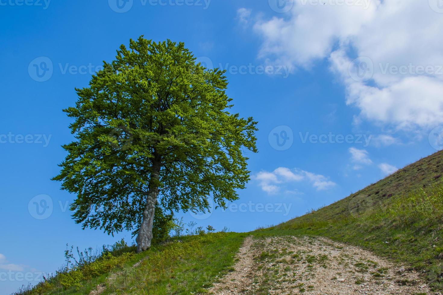 árvore e nuvens foto