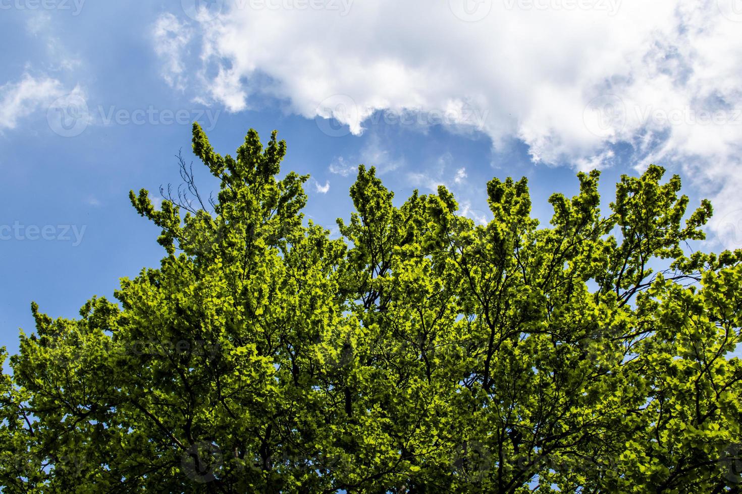 árvore e nuvens foto