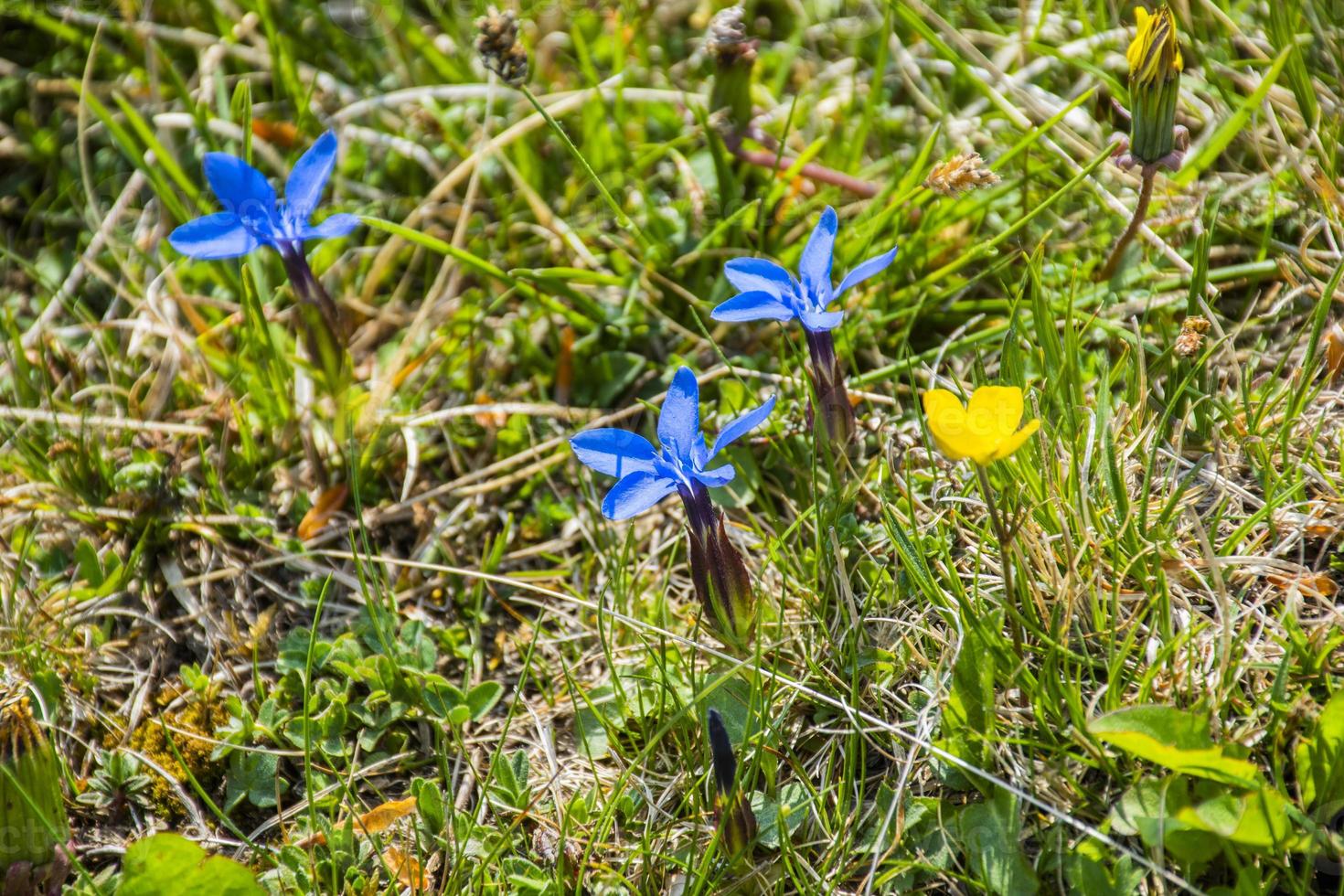 genciana em flor foto