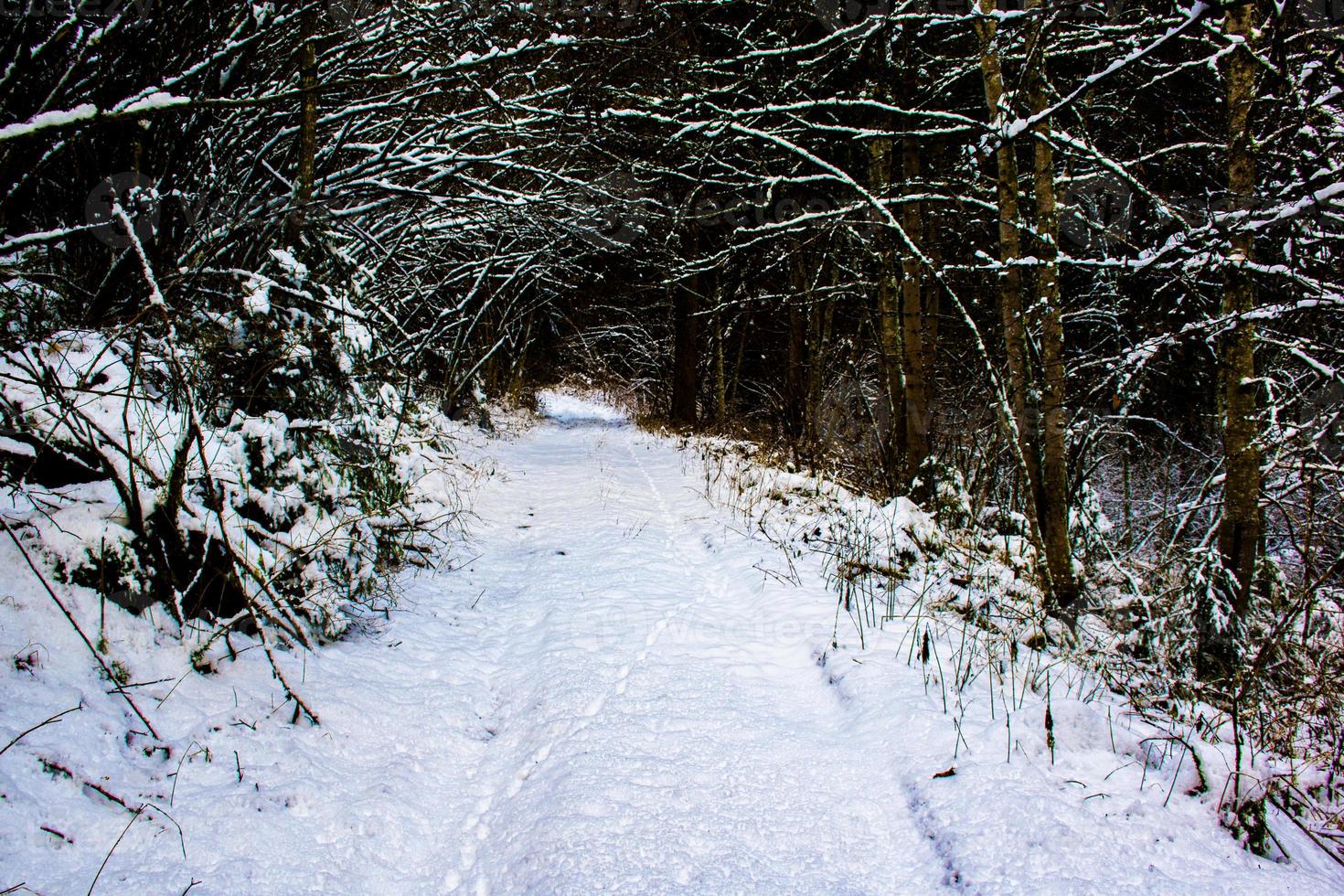 pegadas na neve na floresta foto