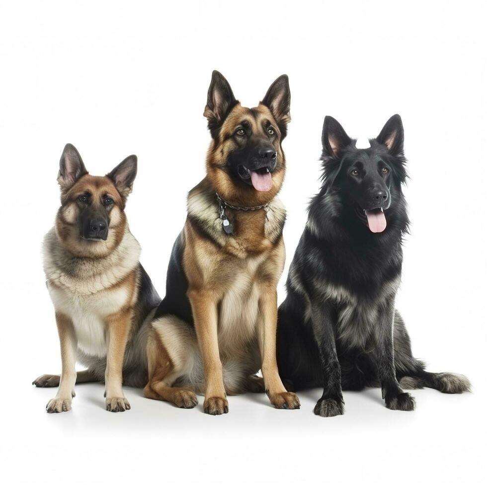 cachorros isolado em branco fundo, gerar ai foto