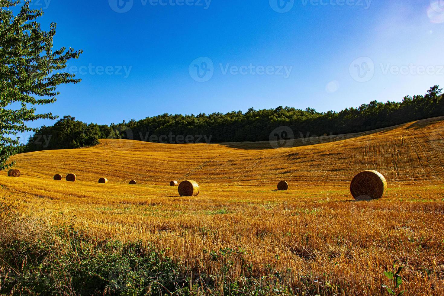 campo amarelo com fardos de feno maduro em um dia ensolarado de verão foto