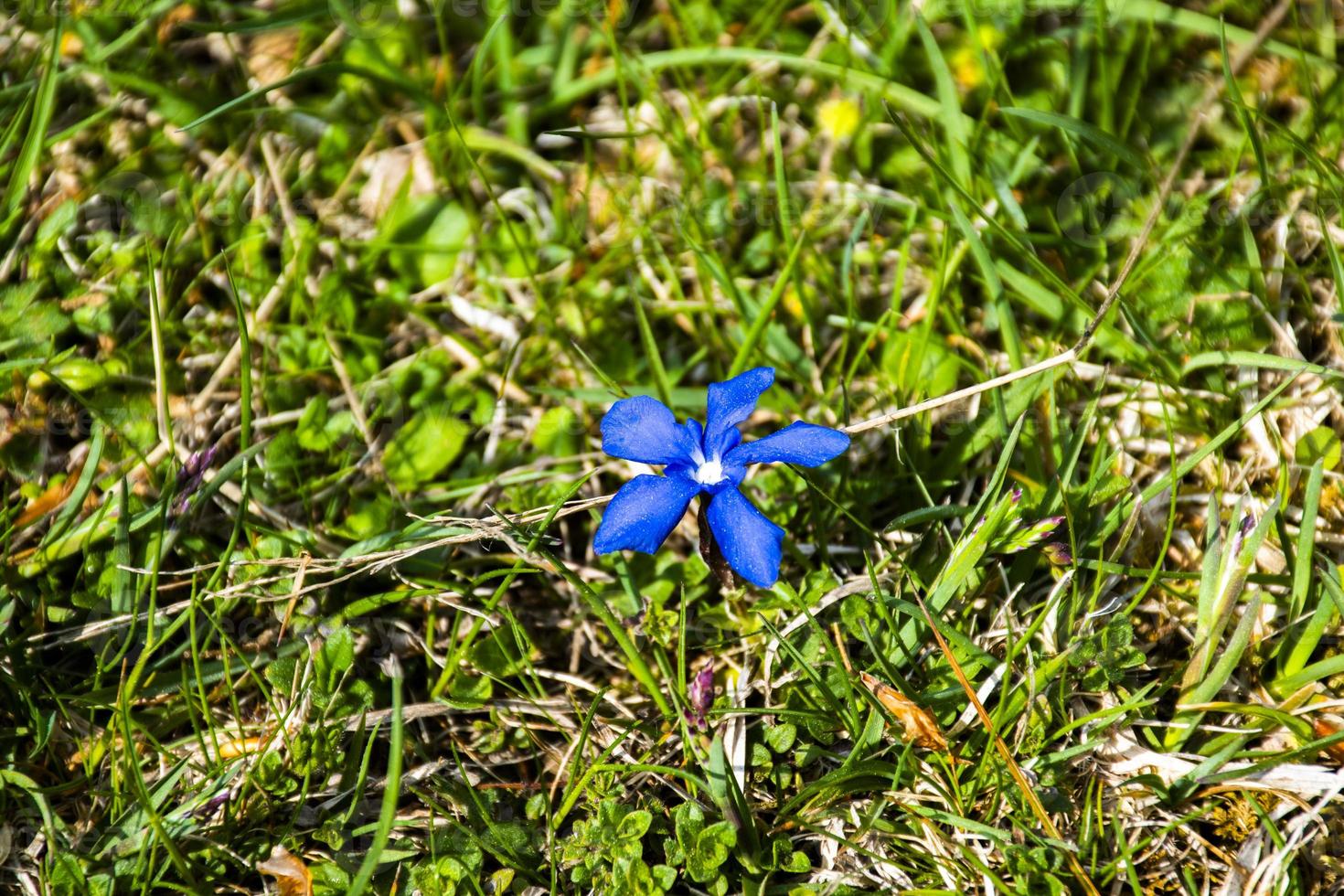 genciana em flor foto