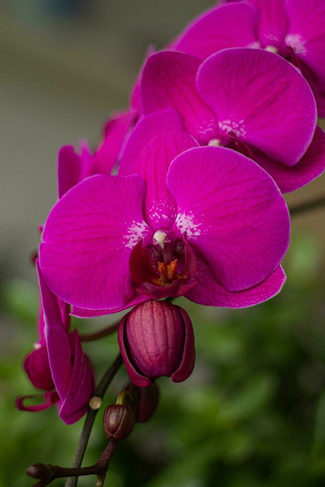 uma roxa orquídea com branco pontos em a pétalas foto