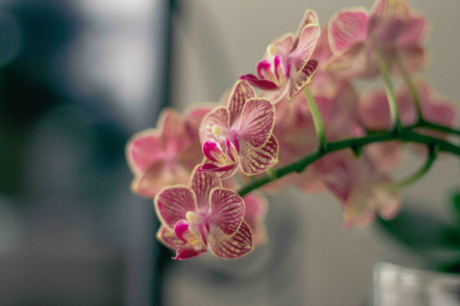 uma Rosa e branco orquídea com uma verde haste foto