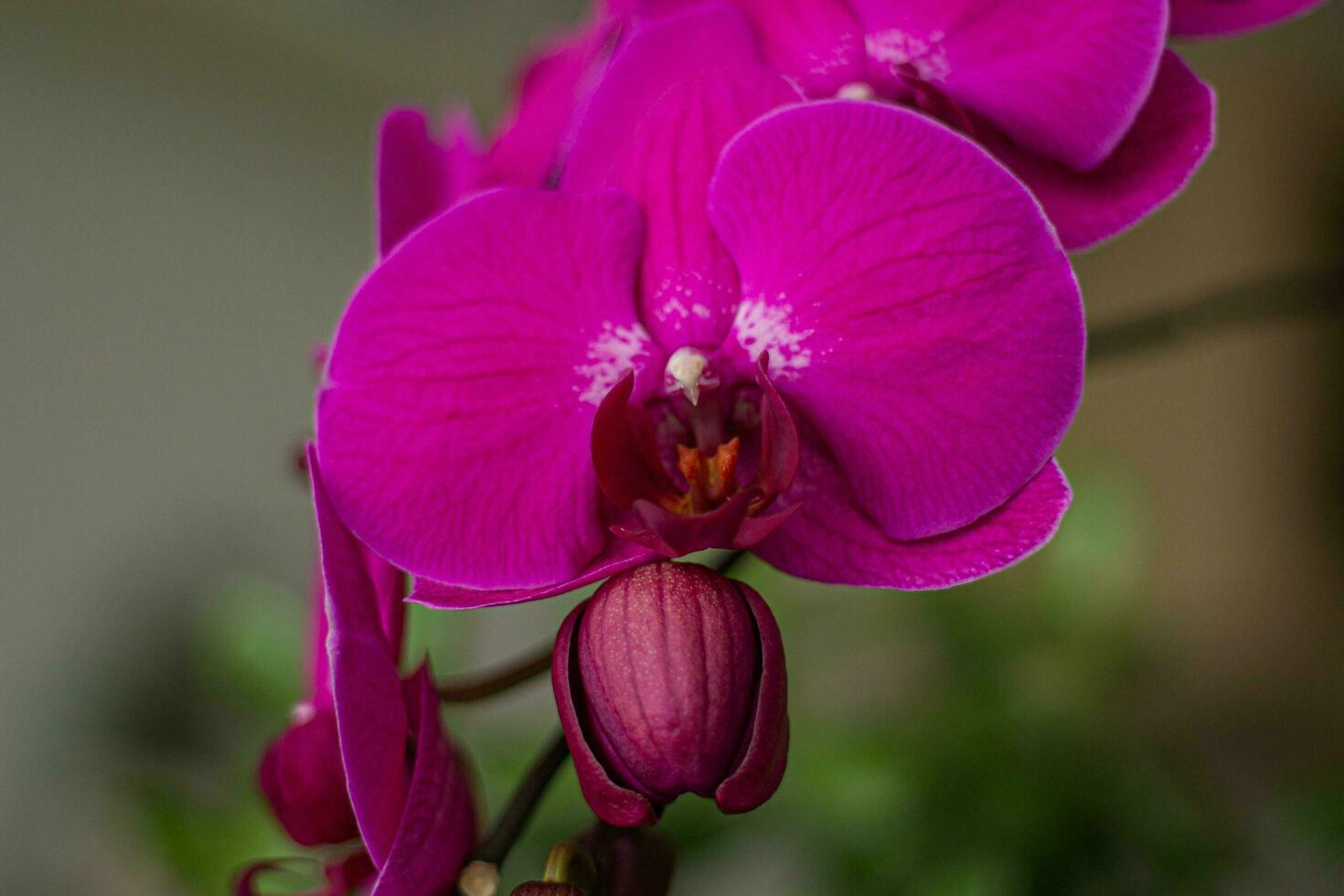 uma roxa orquídea com branco pontos em a pétalas foto