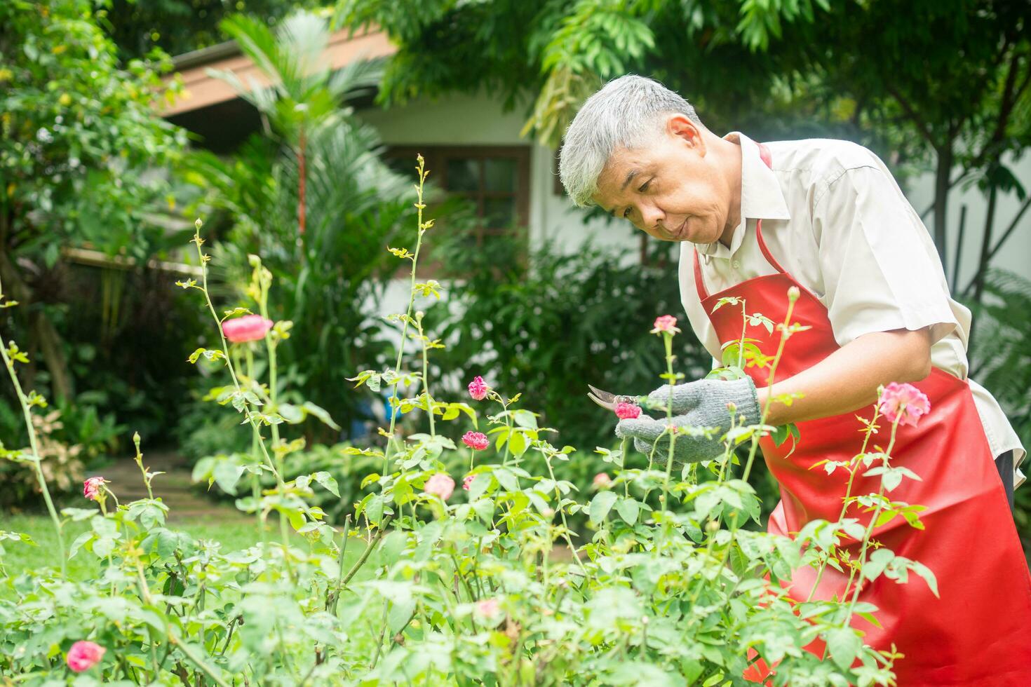 um velho asiático feliz e sorridente está podando galhos e flores para um hobby após a aposentadoria em uma casa. conceito de um estilo de vida feliz e boa saúde para idosos. foto