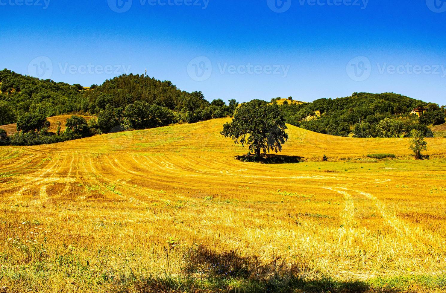 campos amarelos com árvore foto