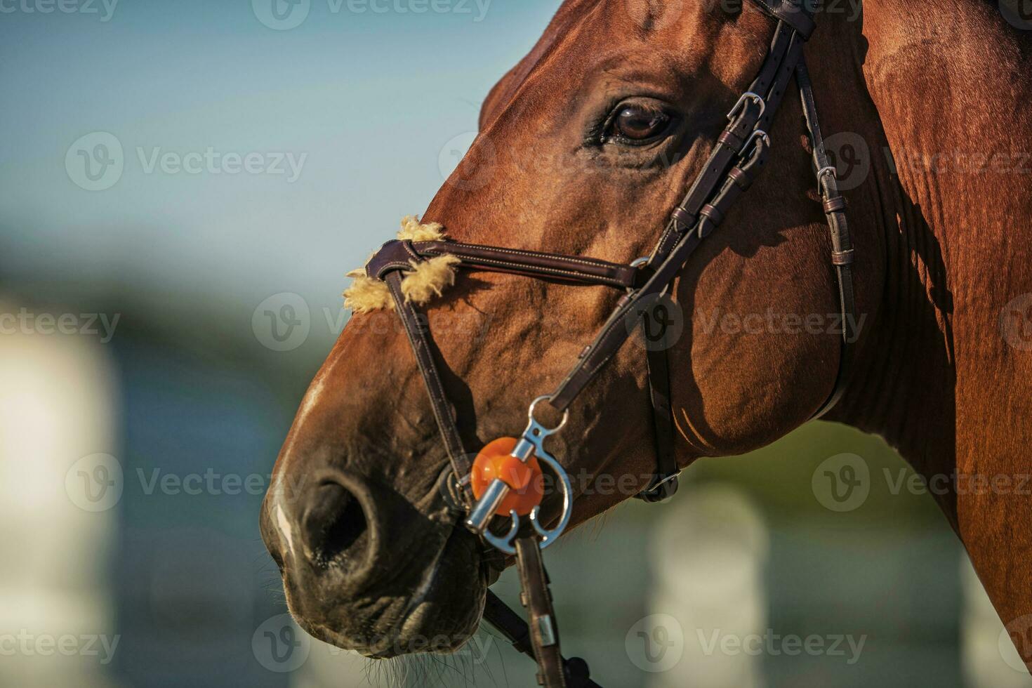 equestre indústria tema. Castanho cavalo cabeça. foto