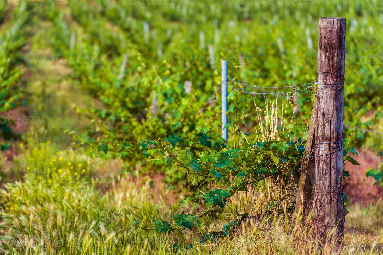 Vinhedo com trato do terra crescendo uva videiras. foto