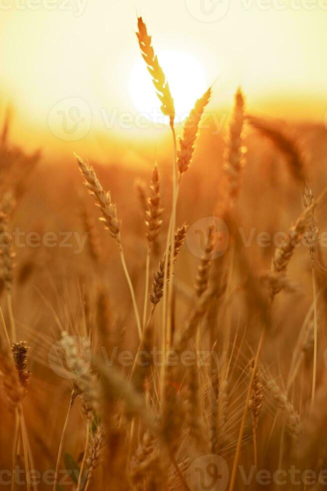 trigo cultivo Visão foto