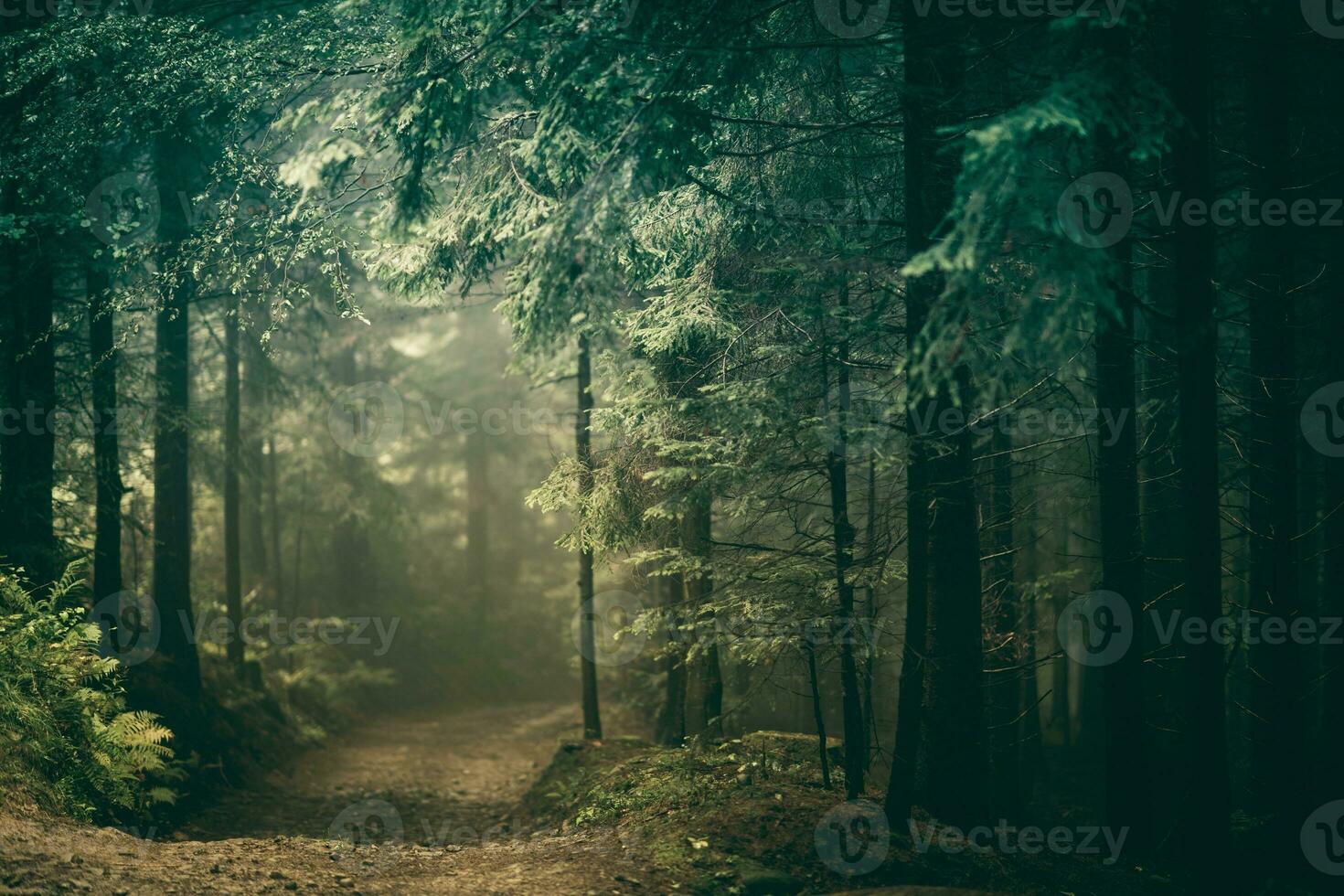 floresta campo estrada foto