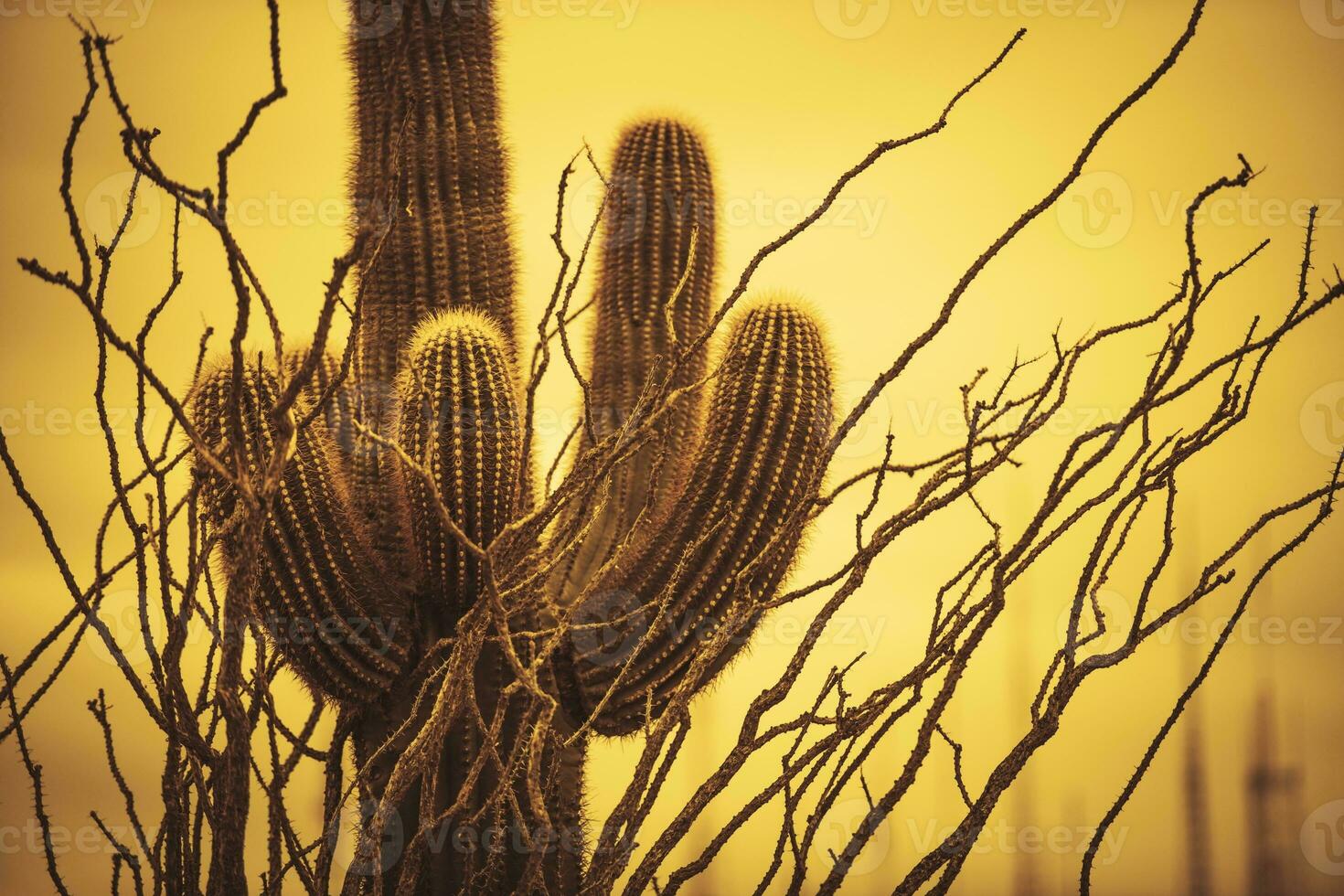 campeão saguaro Arizona foto