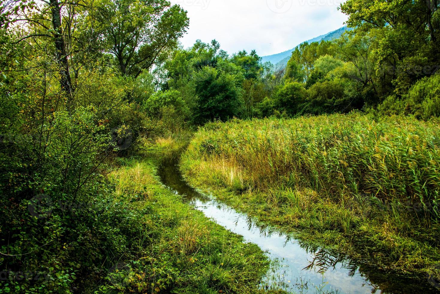 caminho pantanoso entre os juncos nas margens dos lagos revine, treviso, itália foto