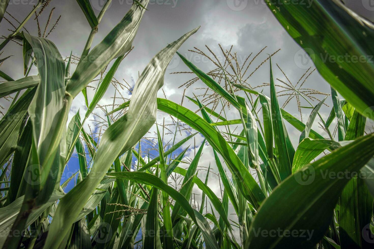 milho cultivo fechar-se foto