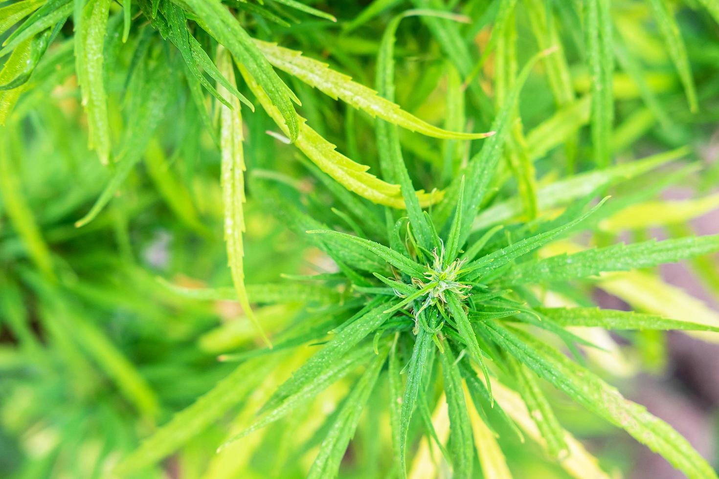 folhas frescas de ervas de maconha da árvore foto