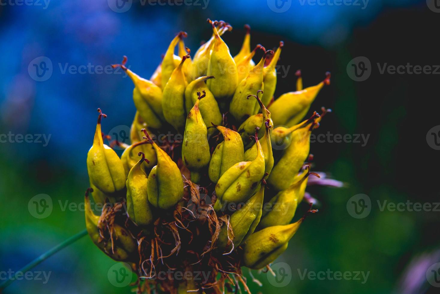 close up de gentiana lutea no monte altissimo di nago em trento, itália foto