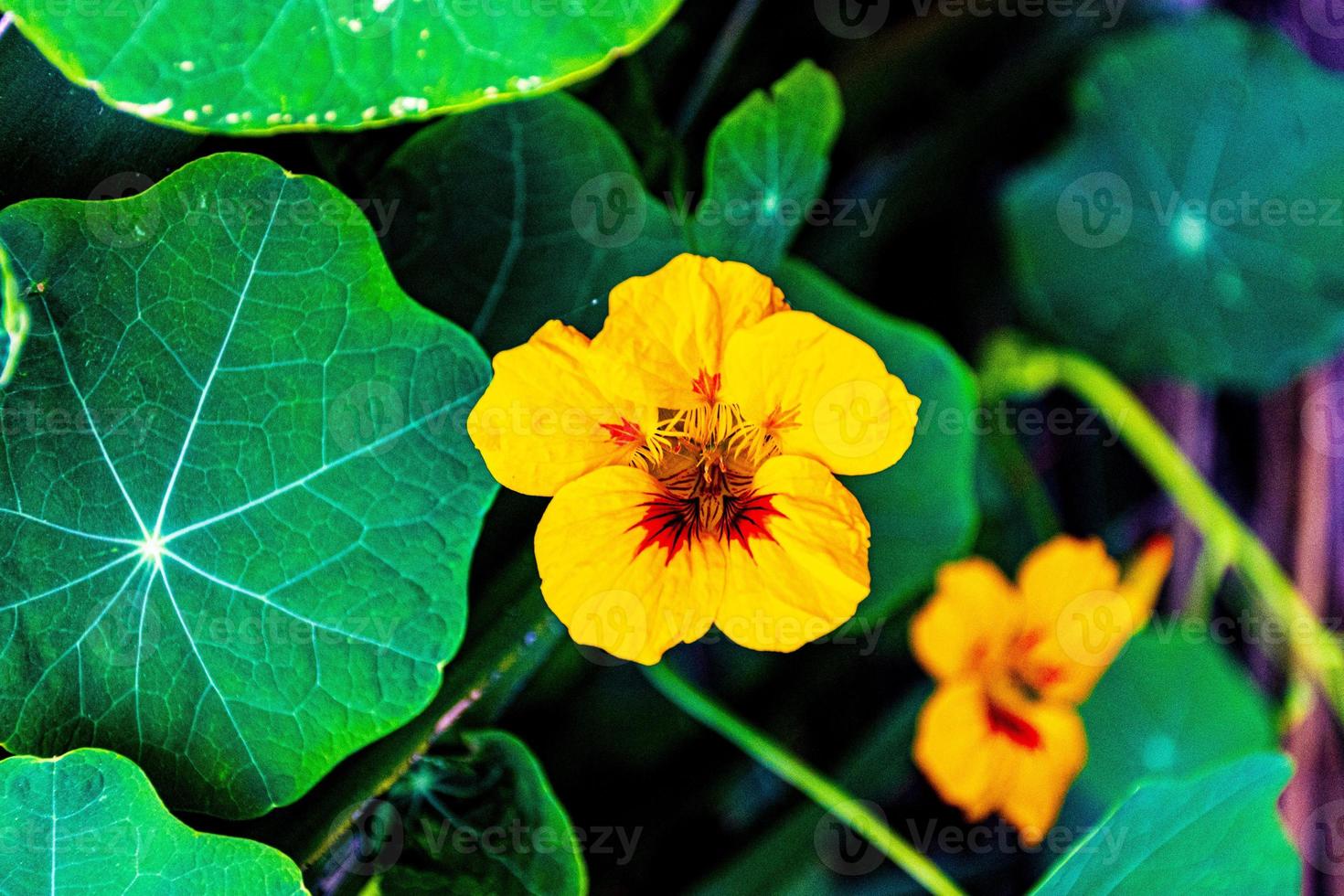 capuchinha amarela com estrias vermelhas foto