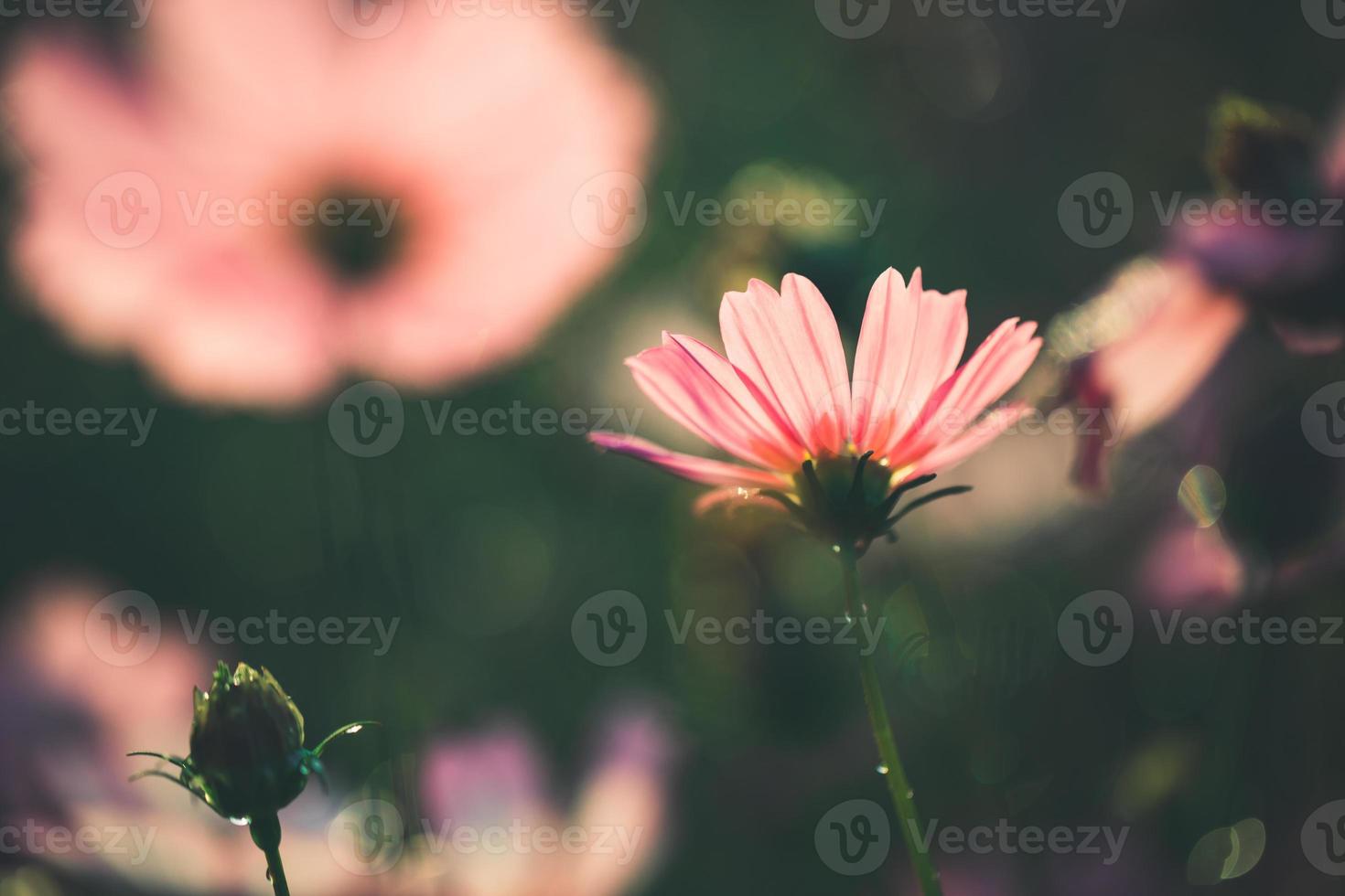 flores do cosmos lindas foto