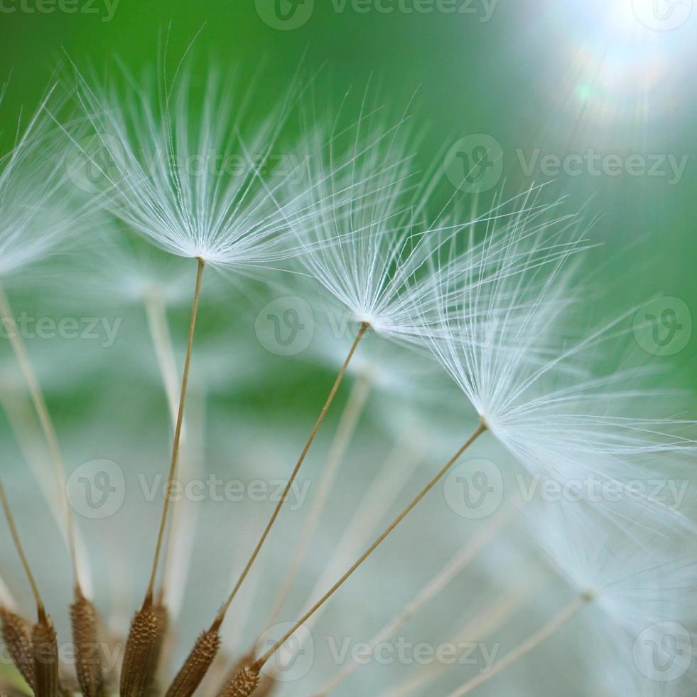 linda flor dente de leão na primavera foto