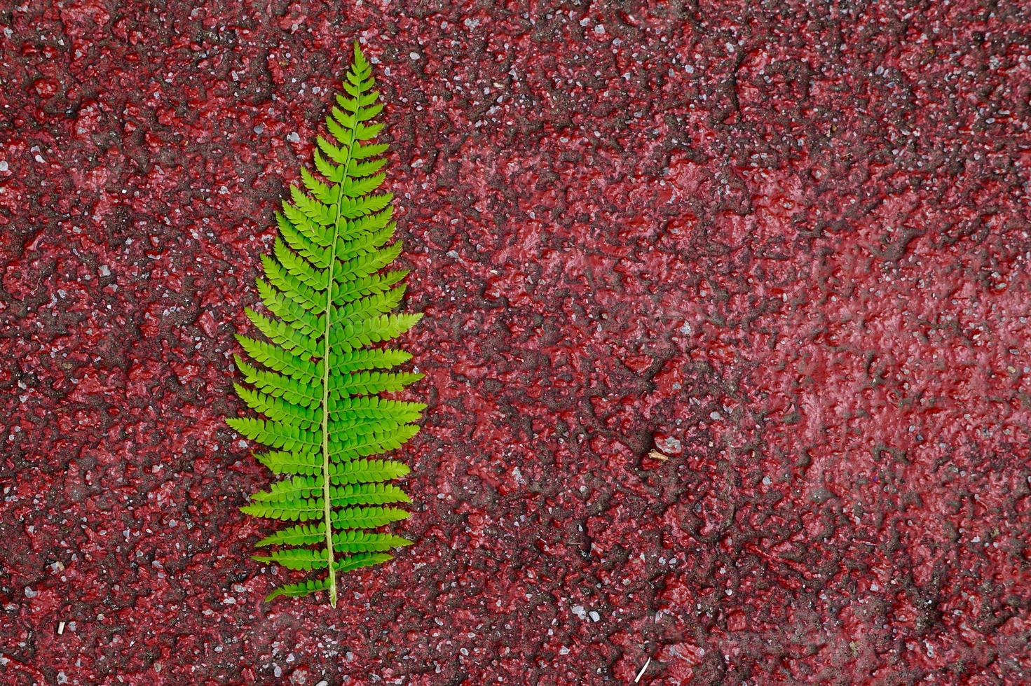 folha de samambaia verde na primavera foto