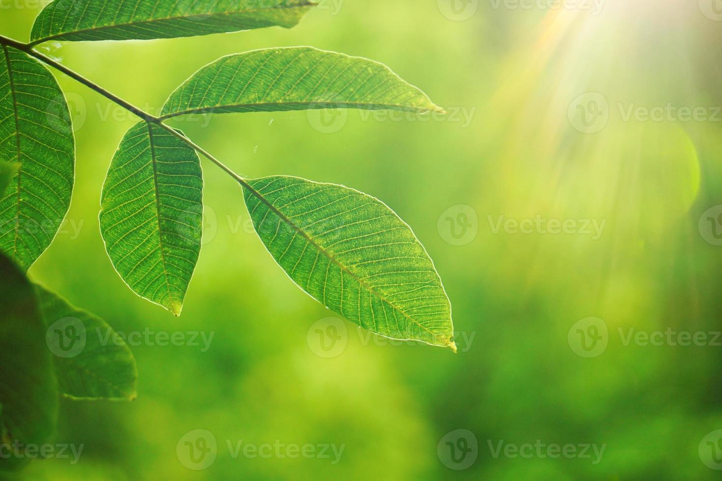 folhas verdes da árvore na primavera foto