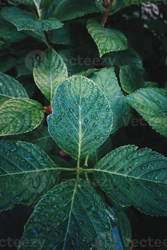 folhas verdes da planta na natureza foto