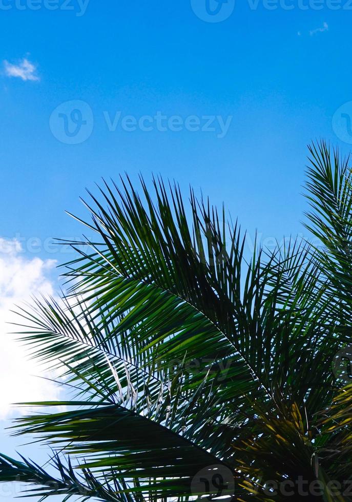 palmeira e céu azul foto