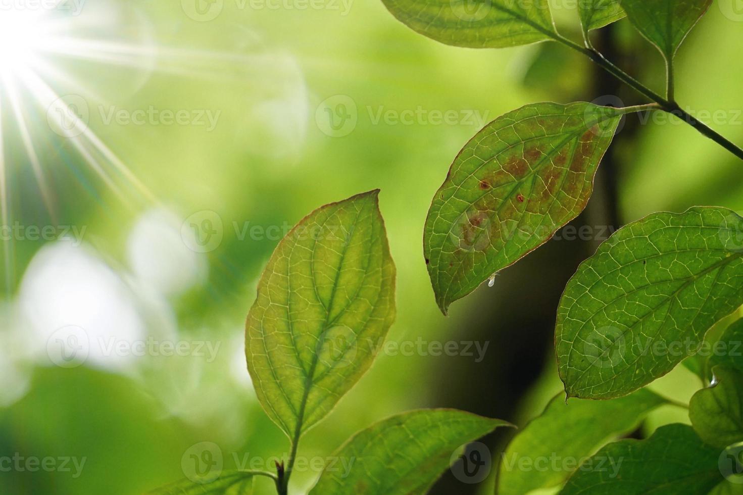 folhas verdes da árvore no fundo verde da natureza foto