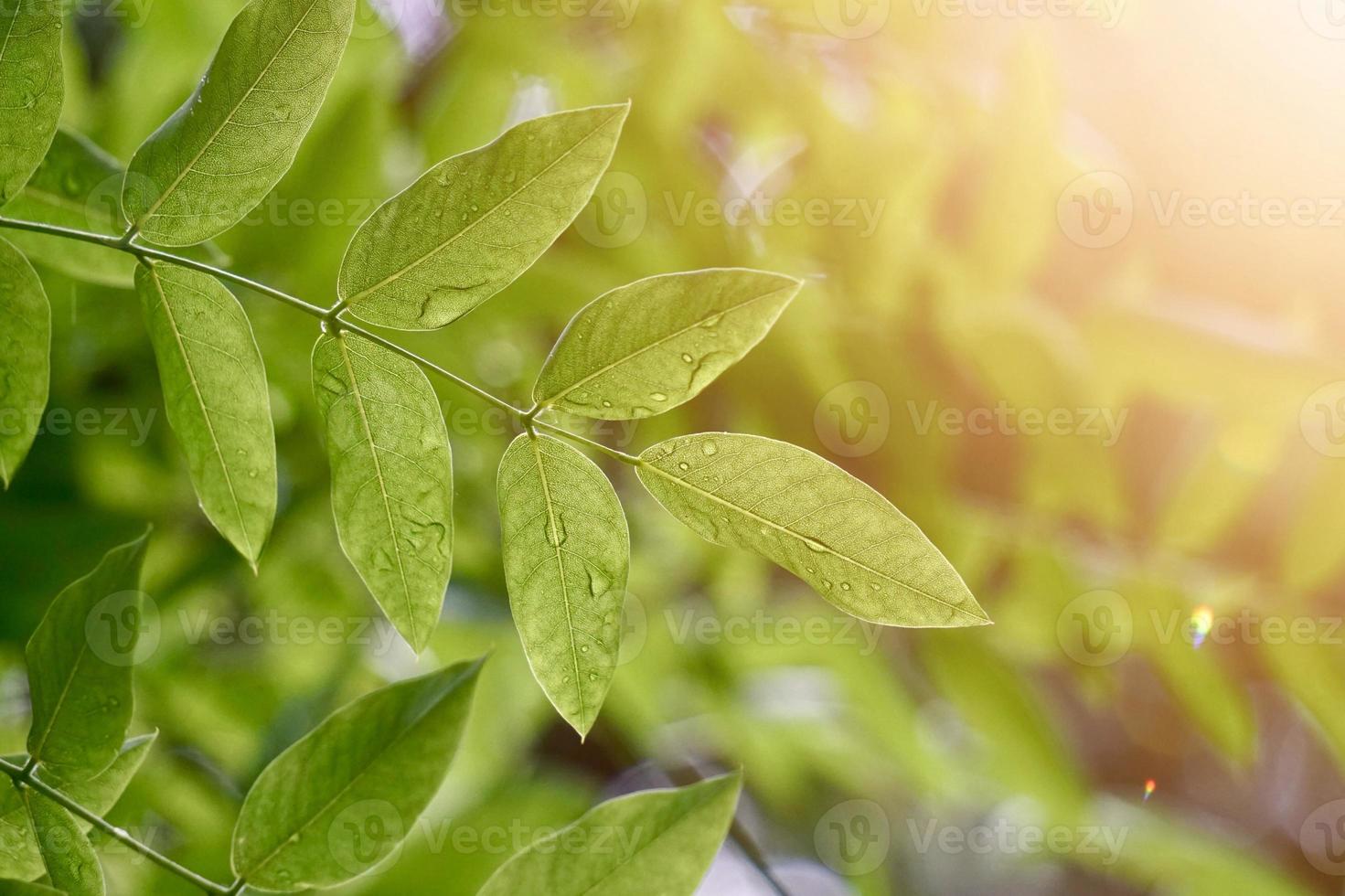 folhas verdes da árvore no fundo verde da natureza foto