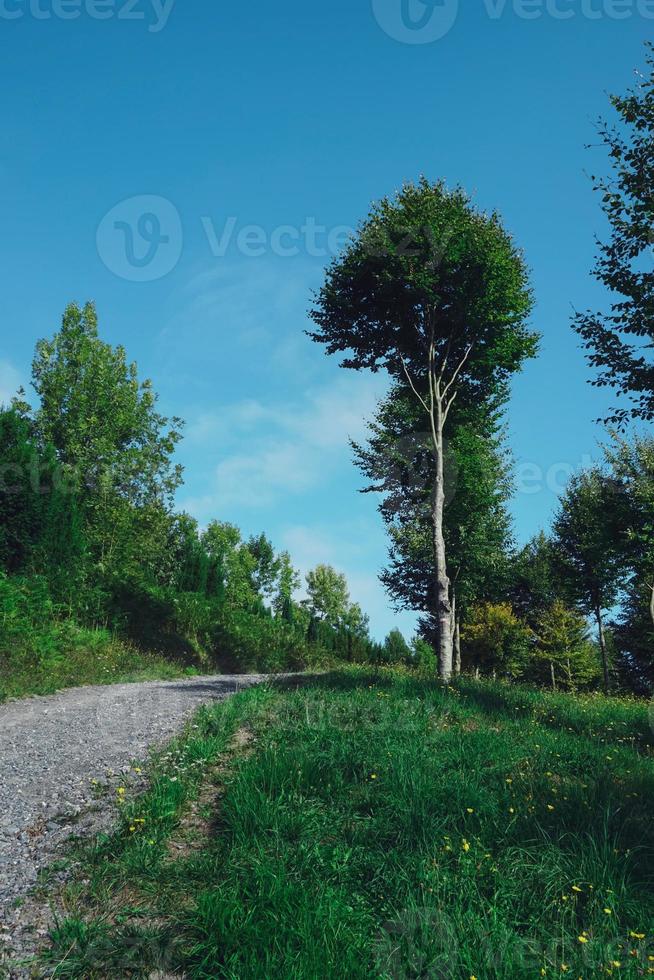 estrada com árvores verdes na montanha foto