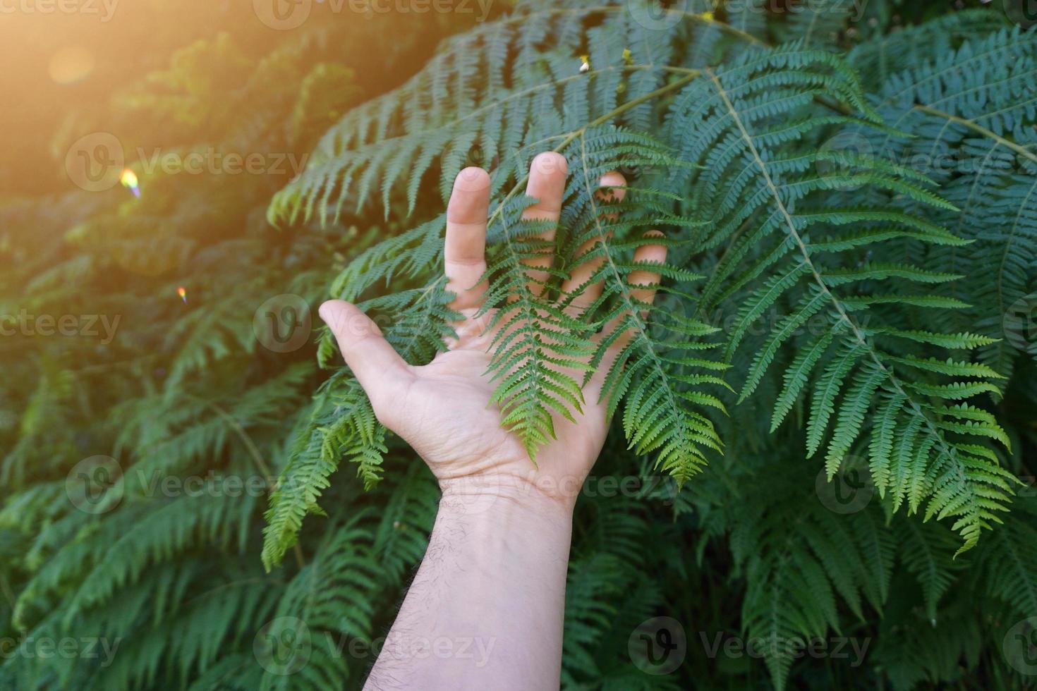 mão com folhas verdes sentindo a natureza foto